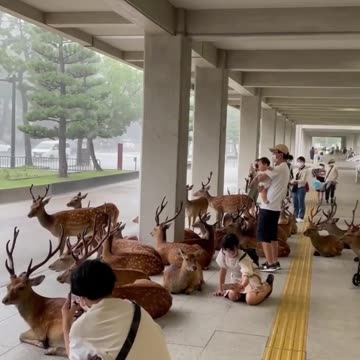 ⚡️ 🐻🇷🇺☕️ Good Morning