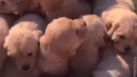 Bouquet of puppies