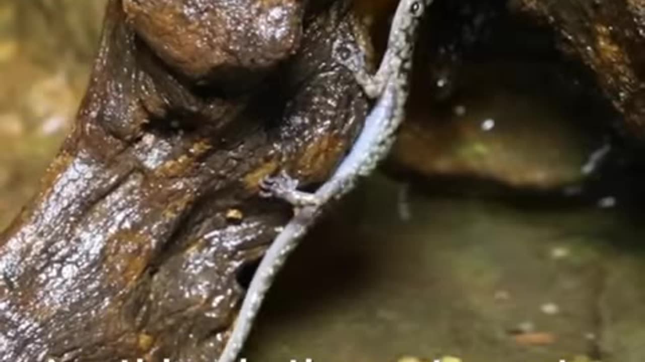 Did You Know Salamanders Breathe Through Their Skin