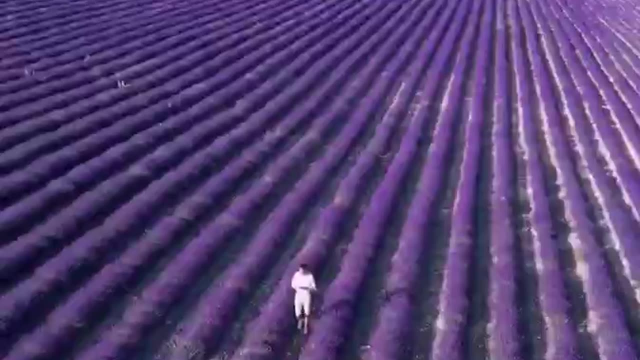 Lavender field in Crimea. Video: popov.sergio