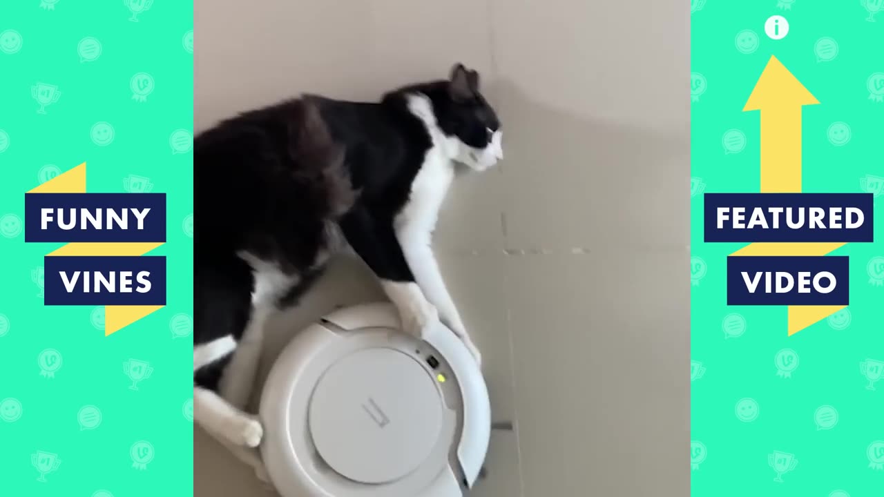 ADORABLE KITTEN FUNNY CATS AND CUTEST KITTENS