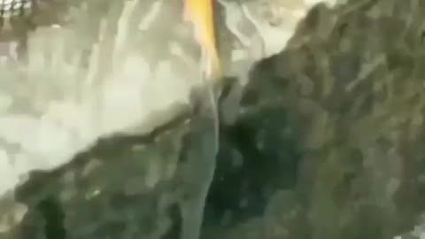 Unbeatable fish