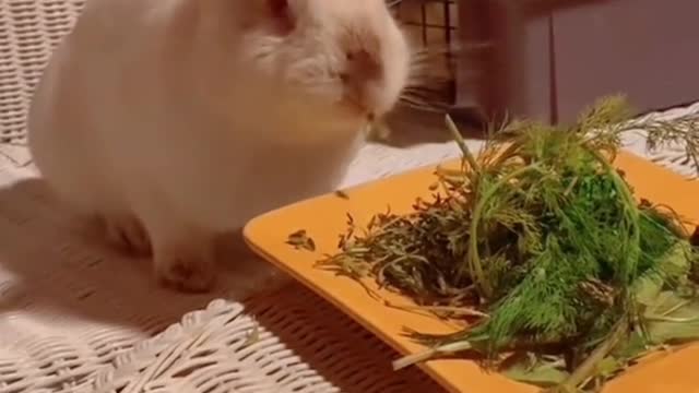 Big-eared bunny eats lettuce