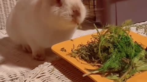 Big-eared bunny eats lettuce