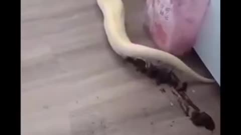 Poor snake