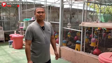 KUB chicken farm