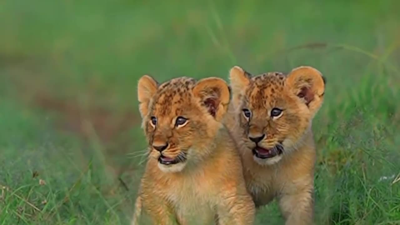 FRIENDS ARE TEMPORARY BUT BROTHER ARE PERMANENT