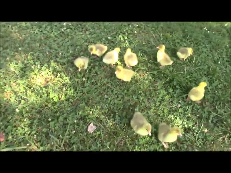 Baby Embden Geese Day 2