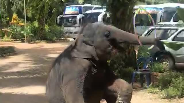 Smart elephant.