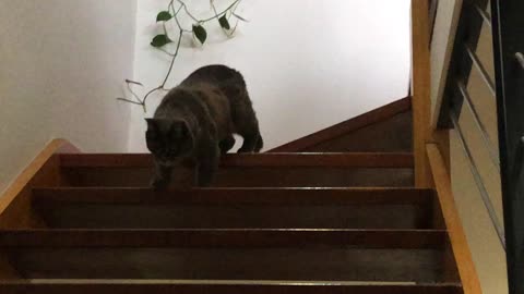 Blind Cats Can Also Climb Down Stairs