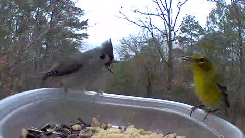 A fighting titmouse