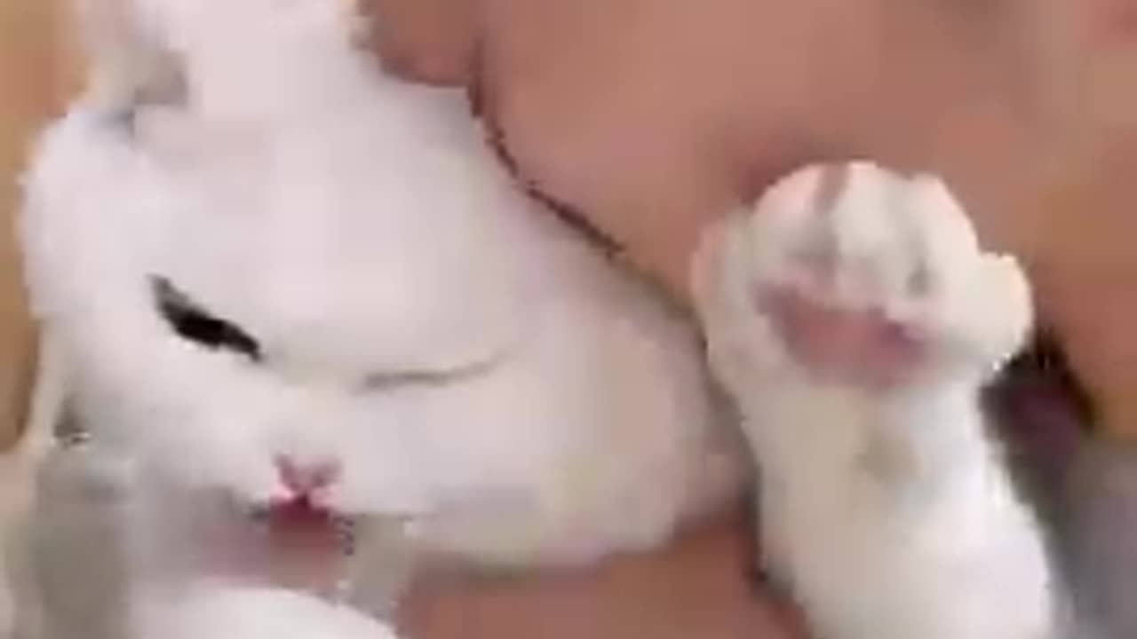 Cute cat