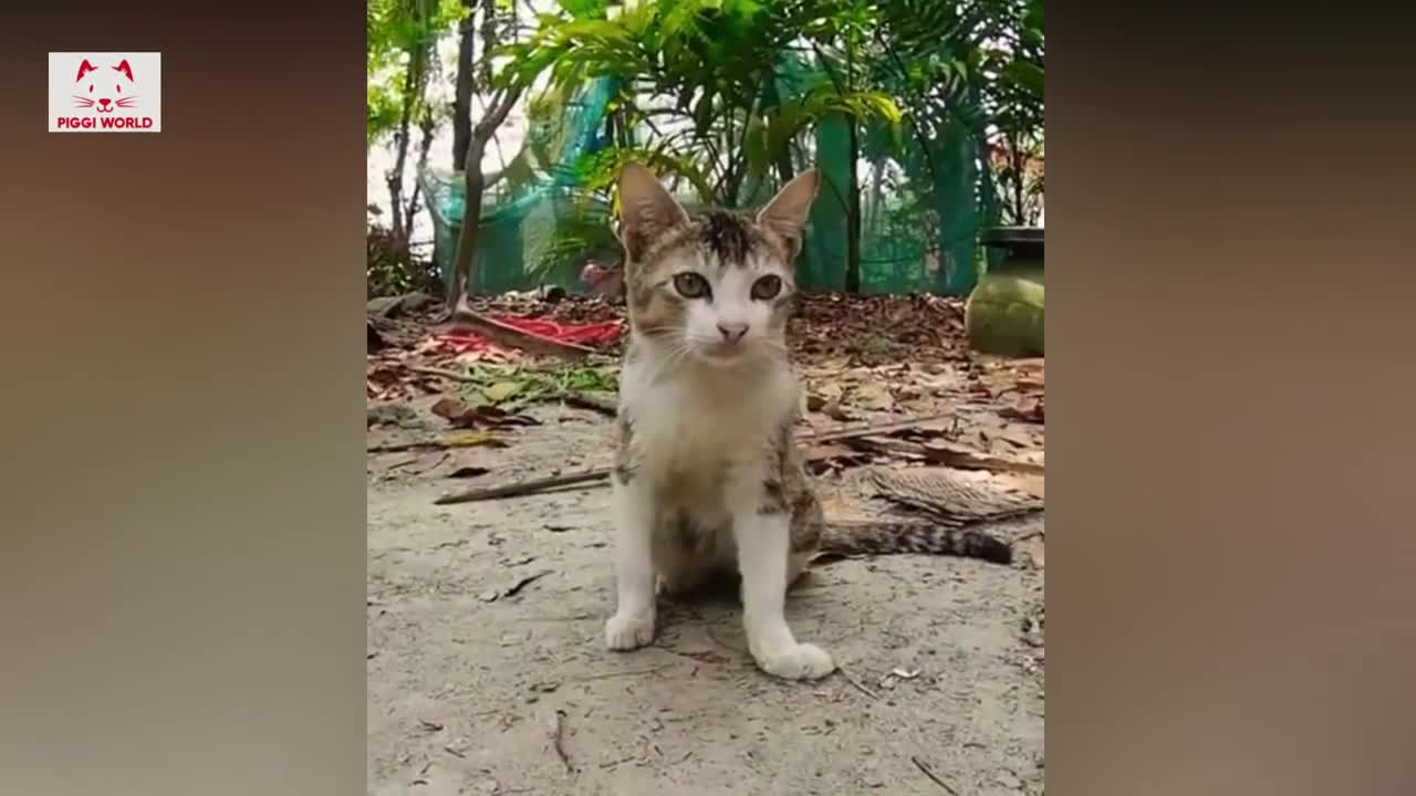 Cute Cat Funny Shorts Compilations 2022🤣|| Cat Videos😍🥰😘