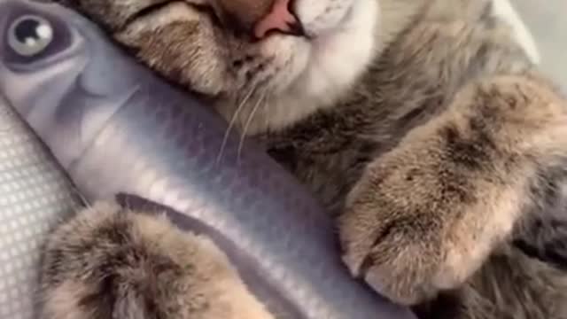 Lovely and Funny Animals Funny Cat video Clip