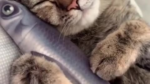 Lovely and Funny Animals Funny Cat video Clip