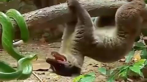 funny animal | funny & cute animals