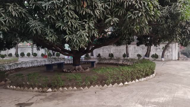 A beautiful mango tree at the field corner.