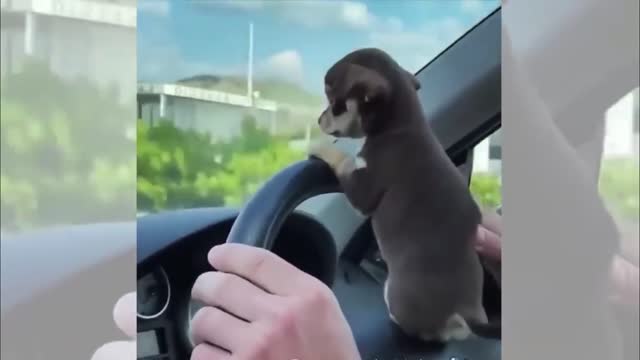 Puppy learning to spin