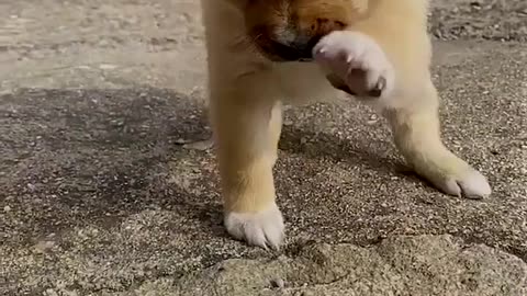 Cute Dog