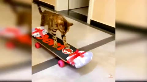 CUTE CAT FUNNY VIDEOS 😅