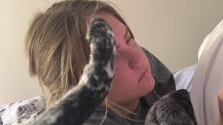 Taz the Blue Heeler Plays with Owners Hair