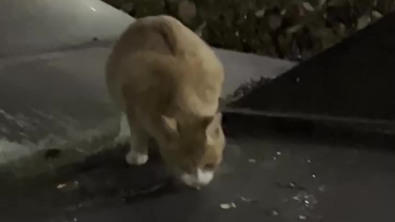 A sad cat