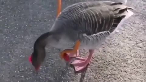 The Dancing Duck