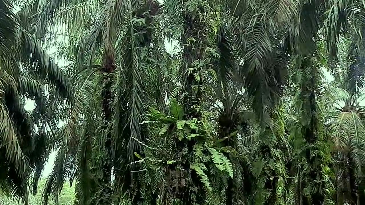 Atmosphere of the view of the oil palm plantation area