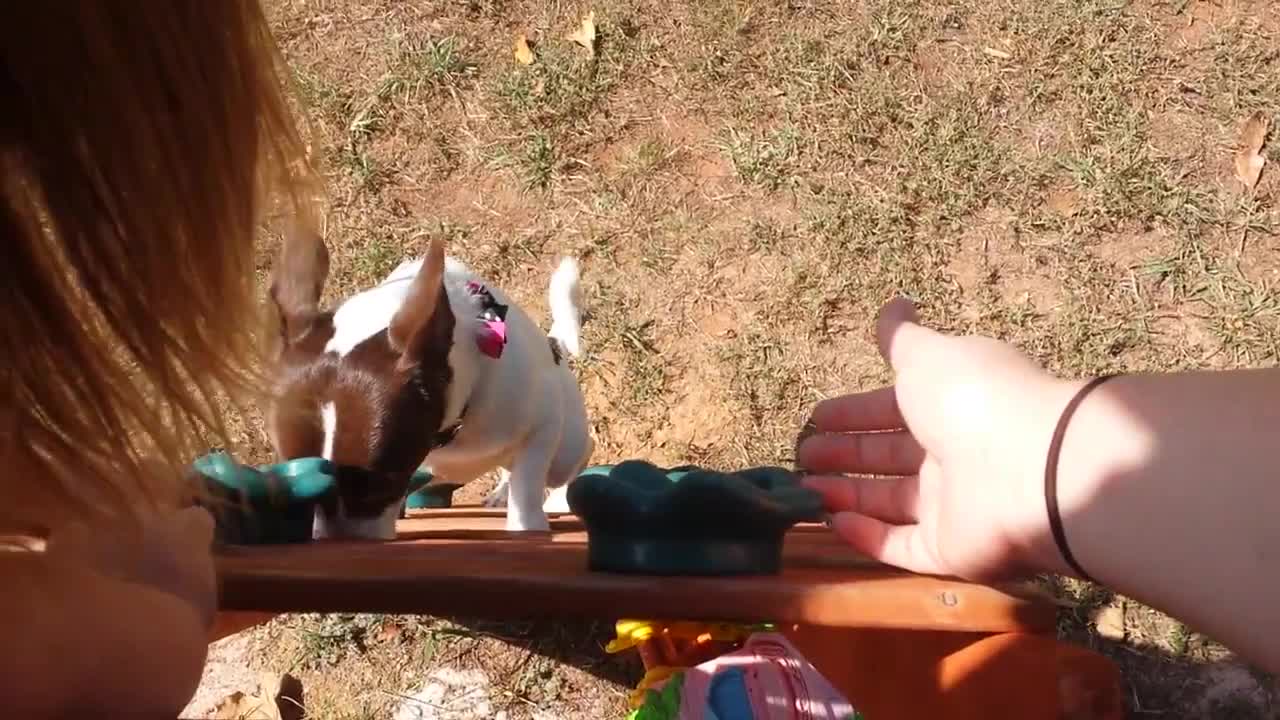 Chihuahua climbs ladder to go down slide