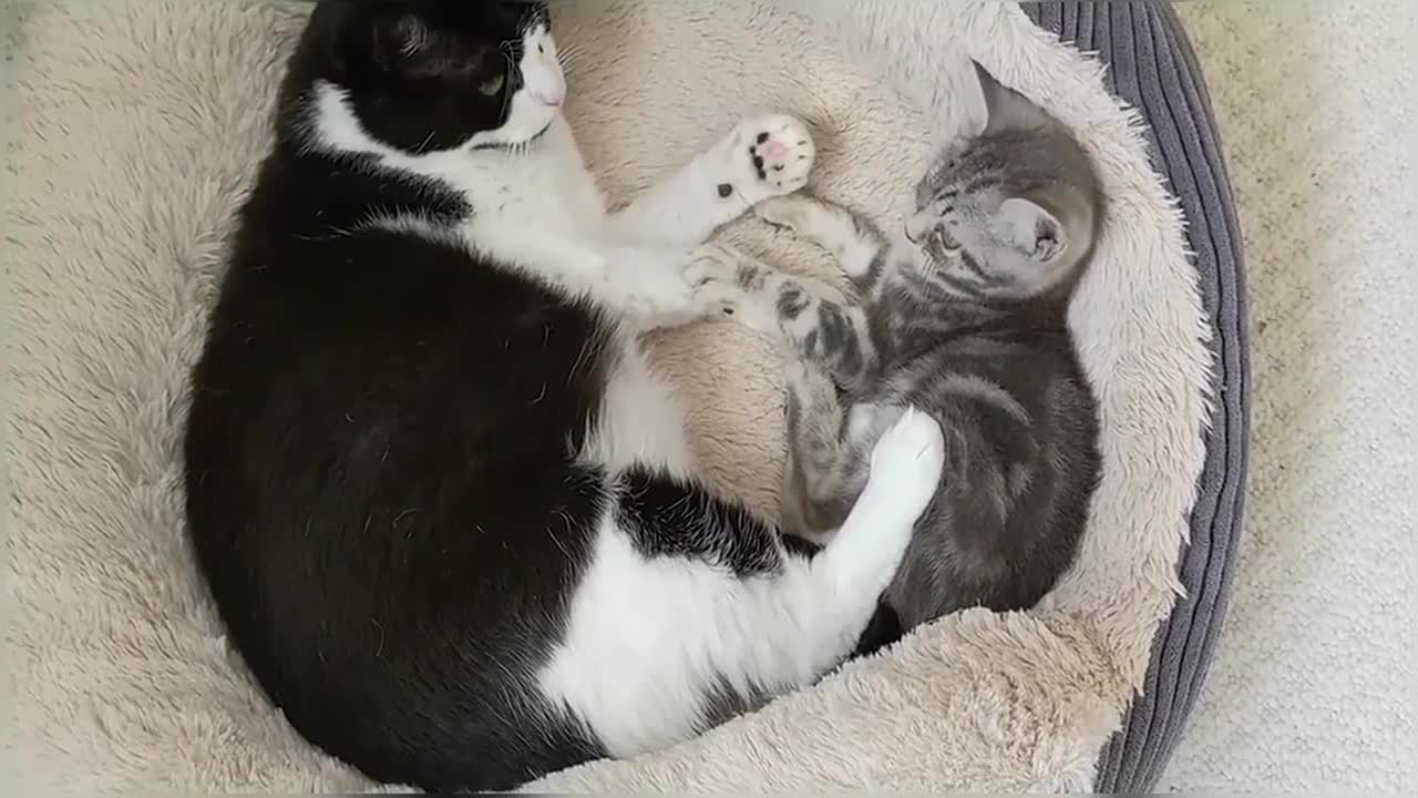 Cute Cat Compilation Video