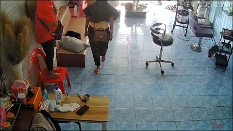 Cat Brings Snake to Salon
