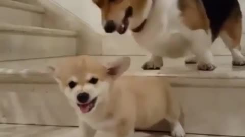 Two dogs are playing