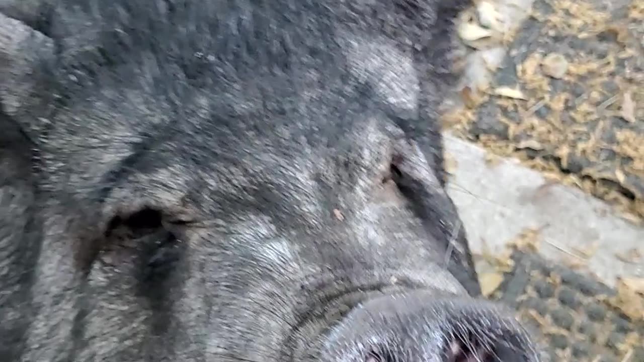 Piggies say good morning