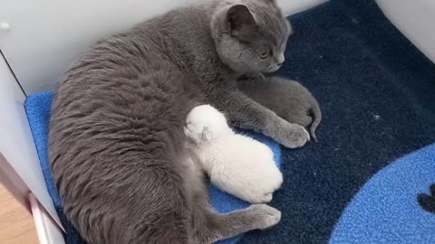 kittens making funny feeding Noise 😄