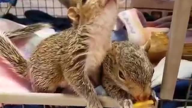 funny animals - funny animal videos ❤ funny animals fails ❤ laugh best funny videos