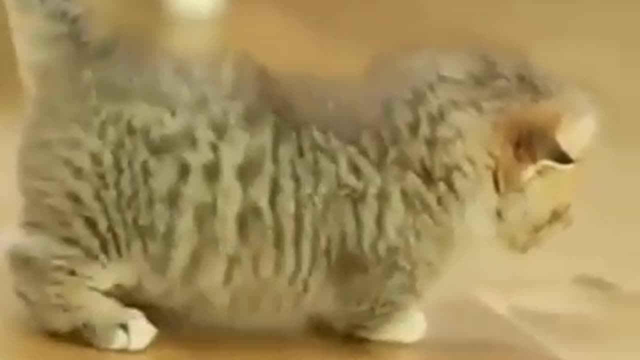 Baby Cats - Cute and Funny Cat Videos Compilation #60 | Aww Animals