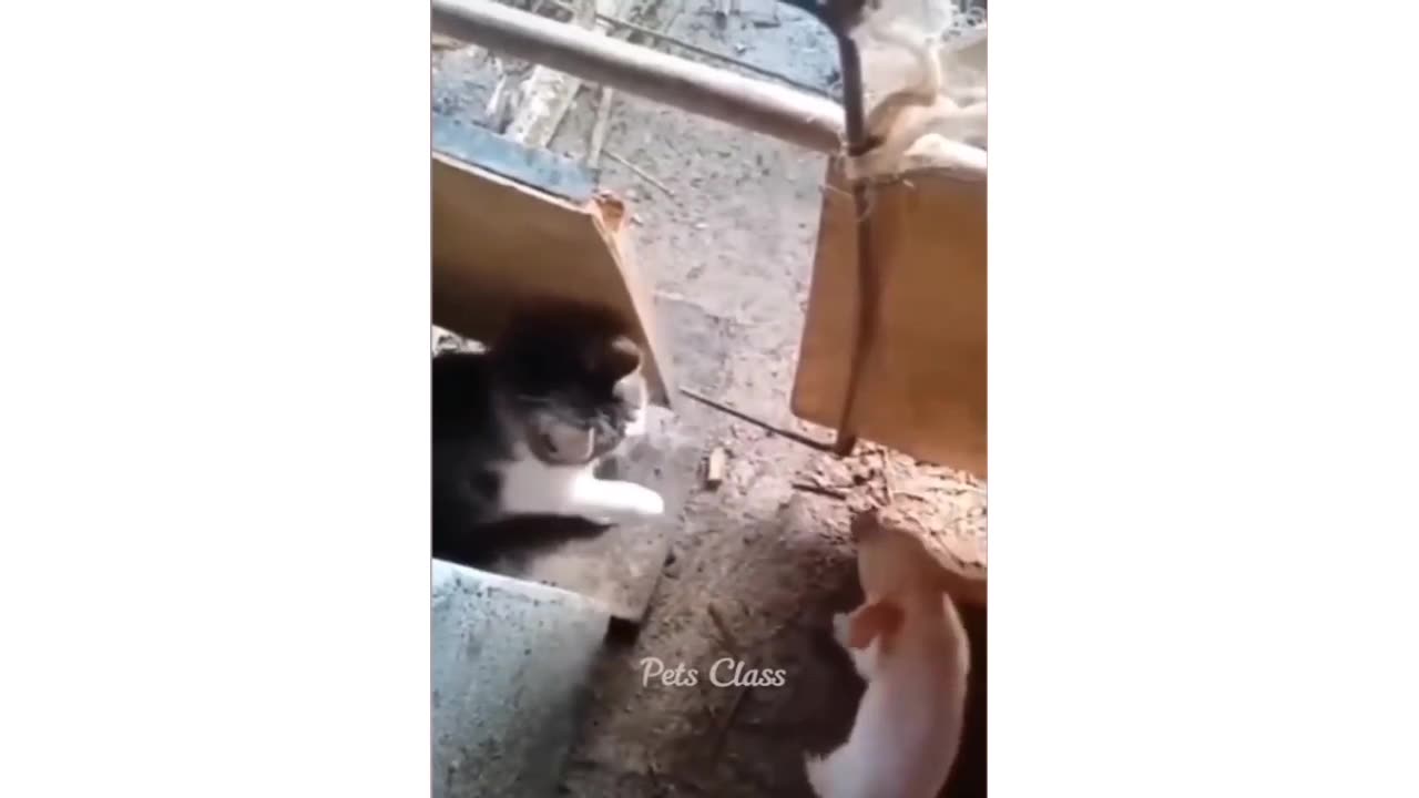 Funny Cat & Mouse