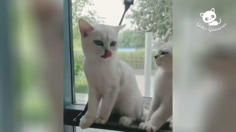 Funny Cats - Risa de Chitosos Videos