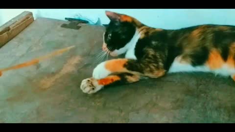 Cute And Funny Pets | Try Not To Laugh To These Pets Compilation #7💗 Cutest Lands