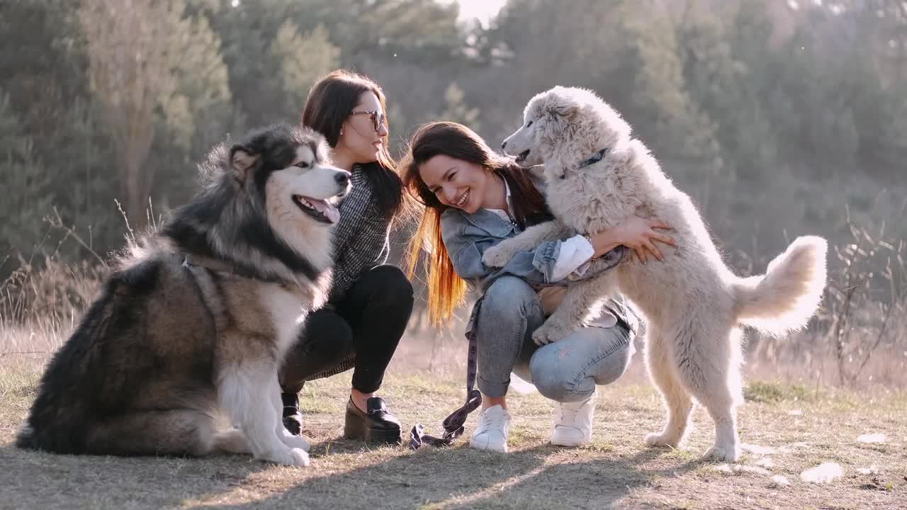 Big Siberian Husky big Coat 2 Huskies with Girls