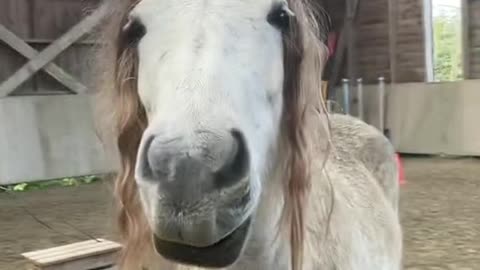 Shakira challenge