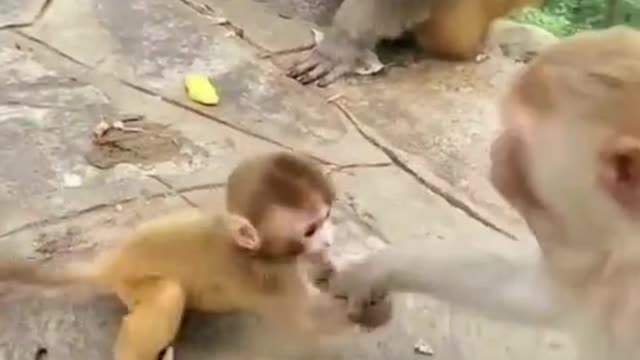 Monkey video