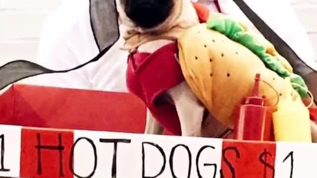 Funny Dogs Wearing the Best Halloween Costumes 2015