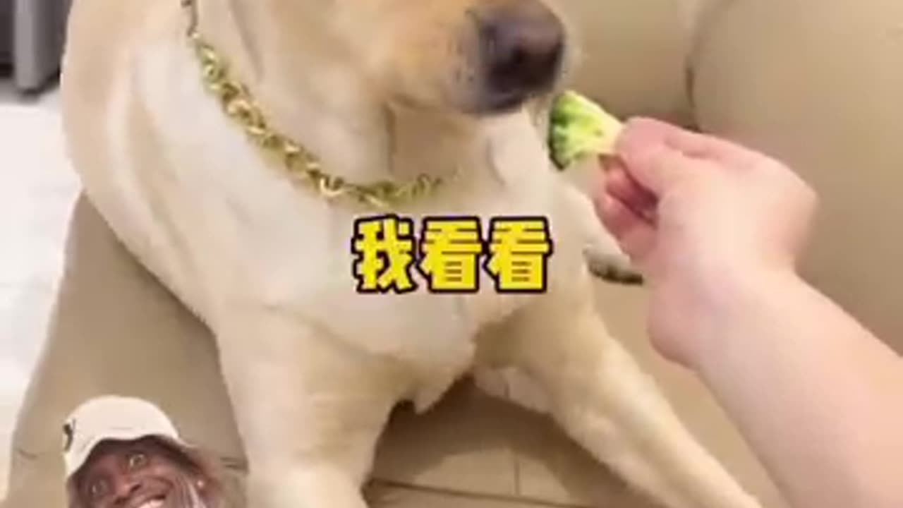 Wait, this doesn't taste anything like chicken wing