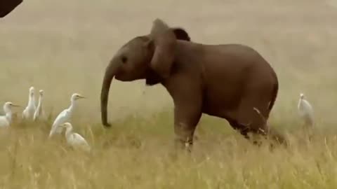 baby elephant prank