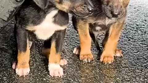 Mother Dog Shields Puppies from Car