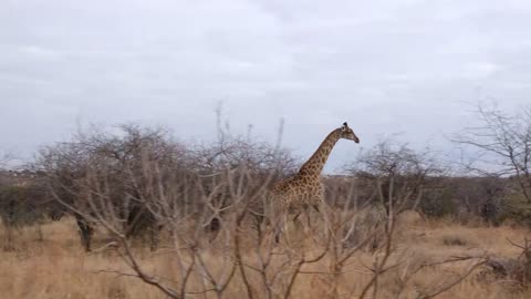 Animals - giraffe savanna