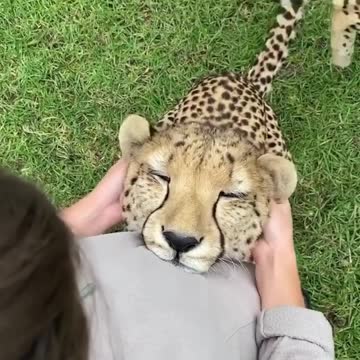 Wildlife animal top video knowledge 1bb