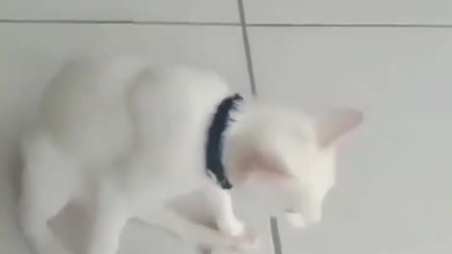 Funny cat compilation