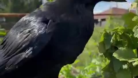 CROW